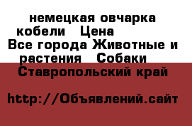 немецкая овчарка кобели › Цена ­ 25 000 - Все города Животные и растения » Собаки   . Ставропольский край